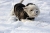 sklep-zoologiczny-psokoty-colari-płaszcz-zimowy-dla-psa-czarny-kp82-4.jpg