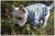 colari-BL02-bluza-STAR-ciemnoszara-ubranka-dla-psow-xs-s-m-l.jpg