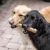 canophera_dog-chew-stick_coffee_mood_006_e-com.jpg
