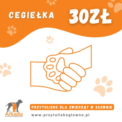 schronisko-dla-psow-i-kotow-w-glownie-cegielka-pomoc-30-zl.WebP